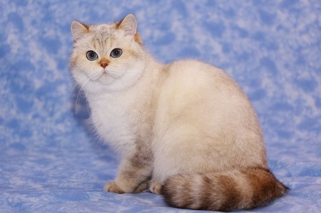 British Shorthair et Longhair - Janine datura golden von uedem's dreamcats