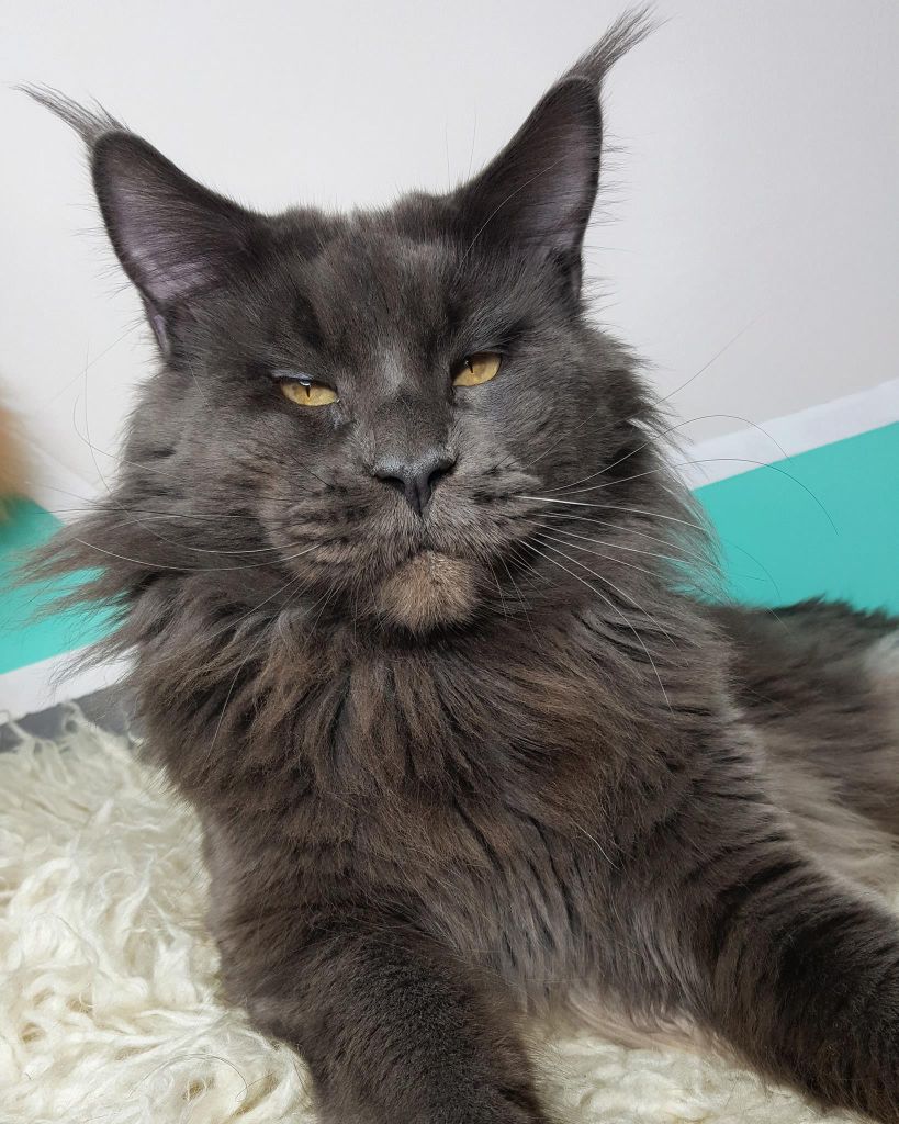 Maine Coon - CH. monorcoon's double trouble Yoda of kit's coon