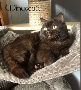 British Shorthair et Longhair - Minuscule Du Monde De Gaïa