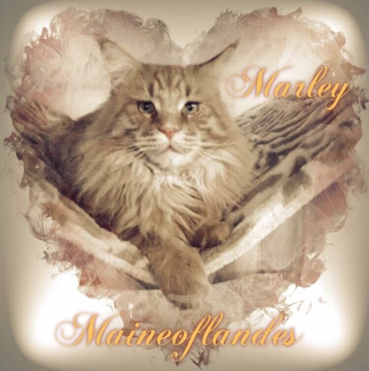 Maine Coon - Marley lechat du chabada's land