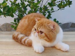 Exotic Shorthair - persy de gal Luciano jr