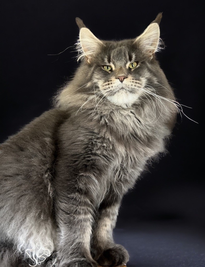 Maine Coon - Just A Dream's Thunder