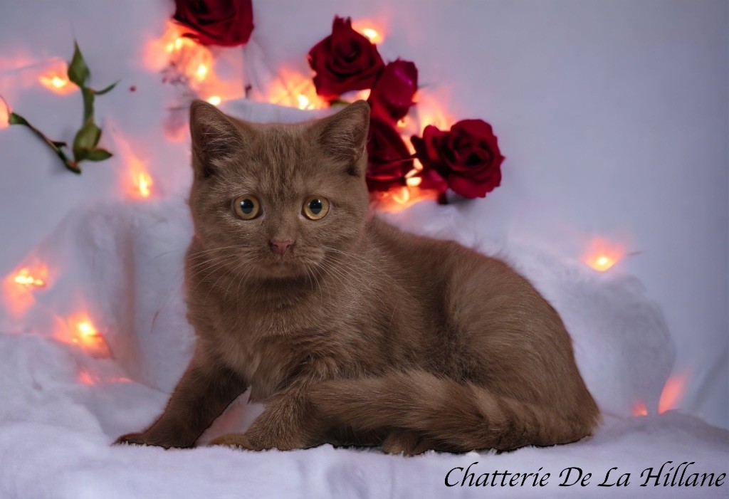 British Shorthair et Longhair - Robine De La Hillane