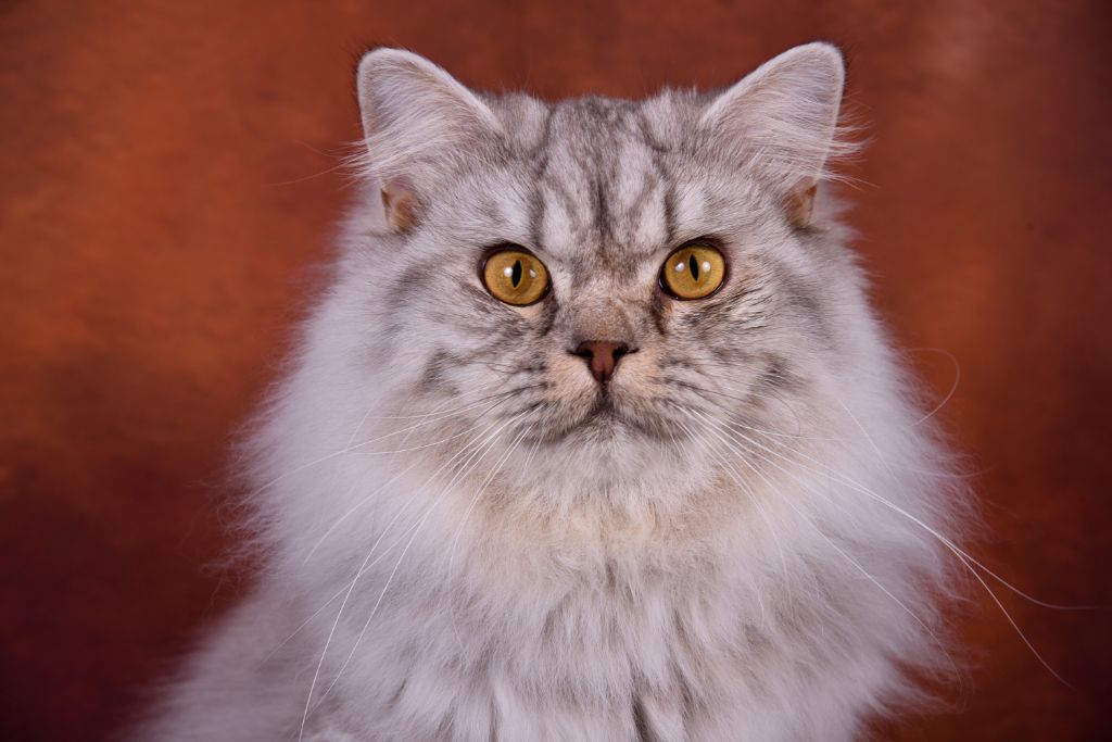 British Shorthair et Longhair - CH. Once upon a time britfavorite