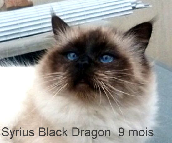 Sirius Black Dragon  de la Belle Cajun