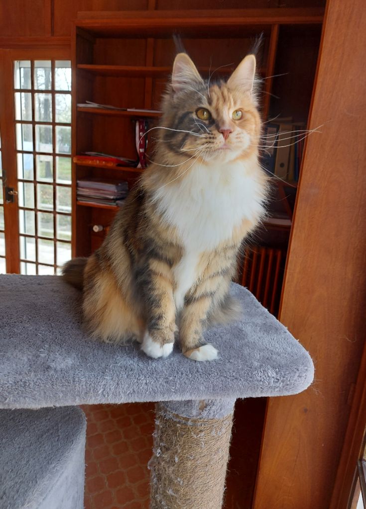 Maine Coon - Ravena du bas armagnac