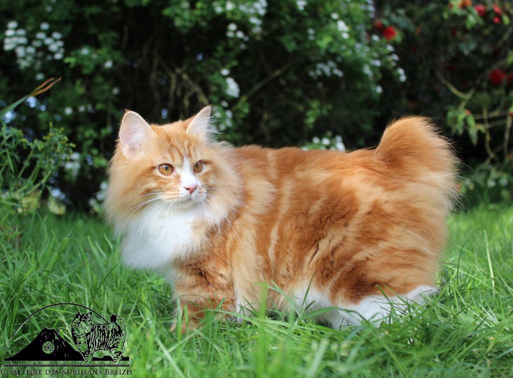 Kurilian Bobtail poil court et poil long - Success full Grace Kelly  Des Kurilians Breizh