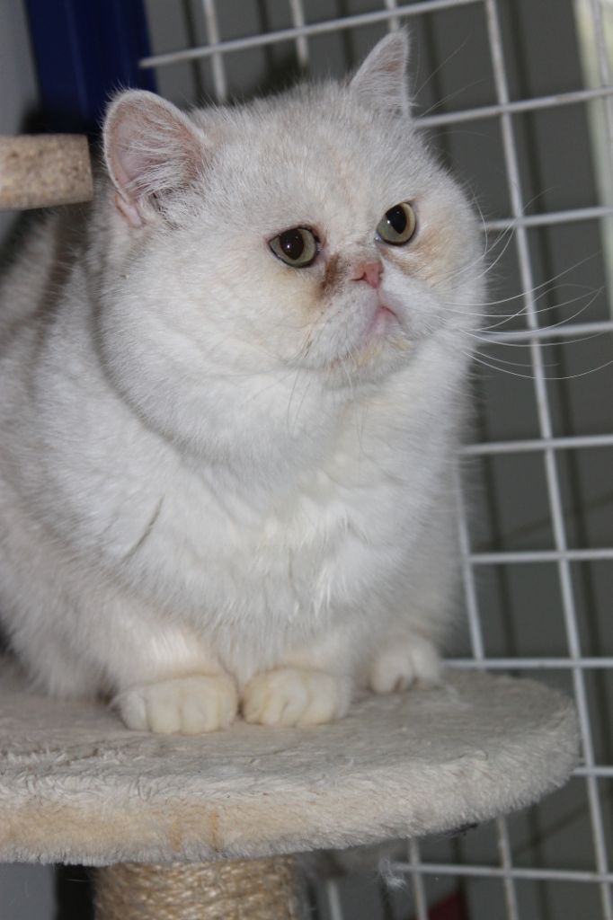 Les Exotic Shorthair de l'affixe Des Tresors De Caty