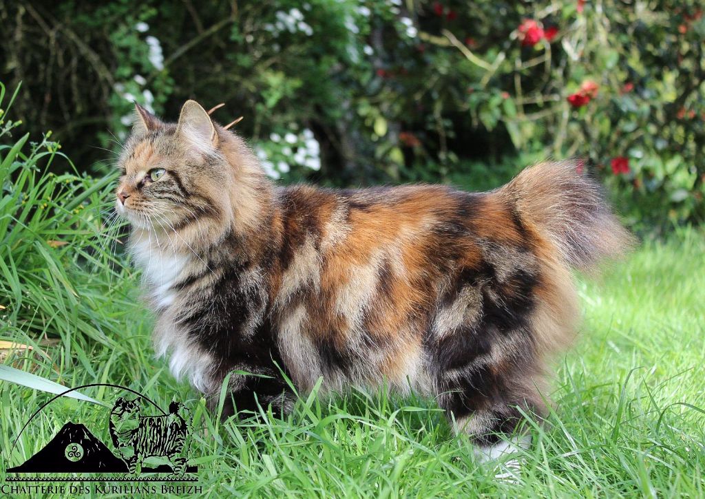 Kurilian Bobtail poil court et poil long - CH. aborigenes es Aelita