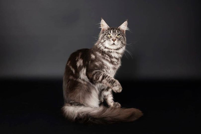 Maine Coon - CH. mainefield's Mozart