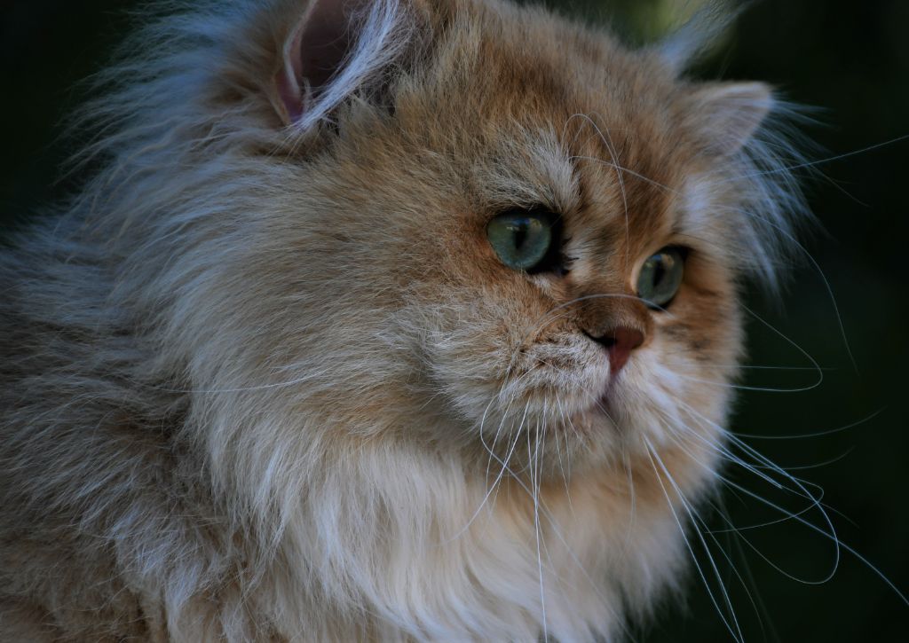 British Shorthair et Longhair - famyli fox milky way Famyli fox milky way