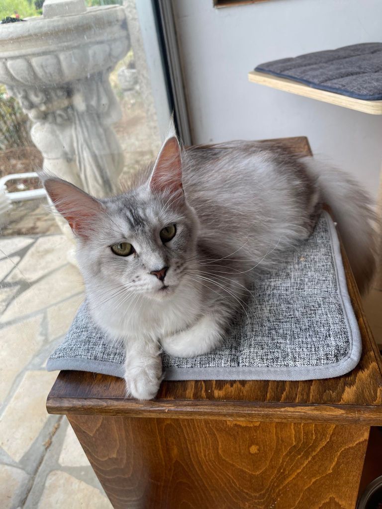 Maine Coon - Russkaya volchitsa dom sapfiroff