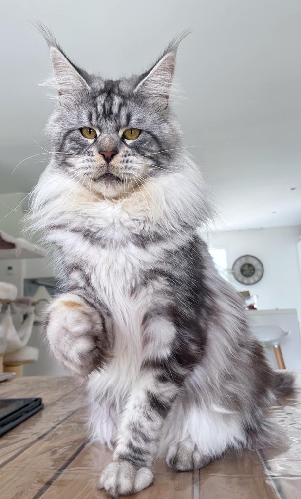 Maine Coon - Just A Dream's ROYAL CHEESE