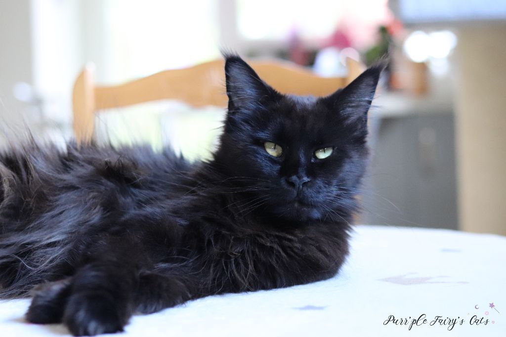 Maine Coon - Purr'ple Fairy's Sweet lullaby