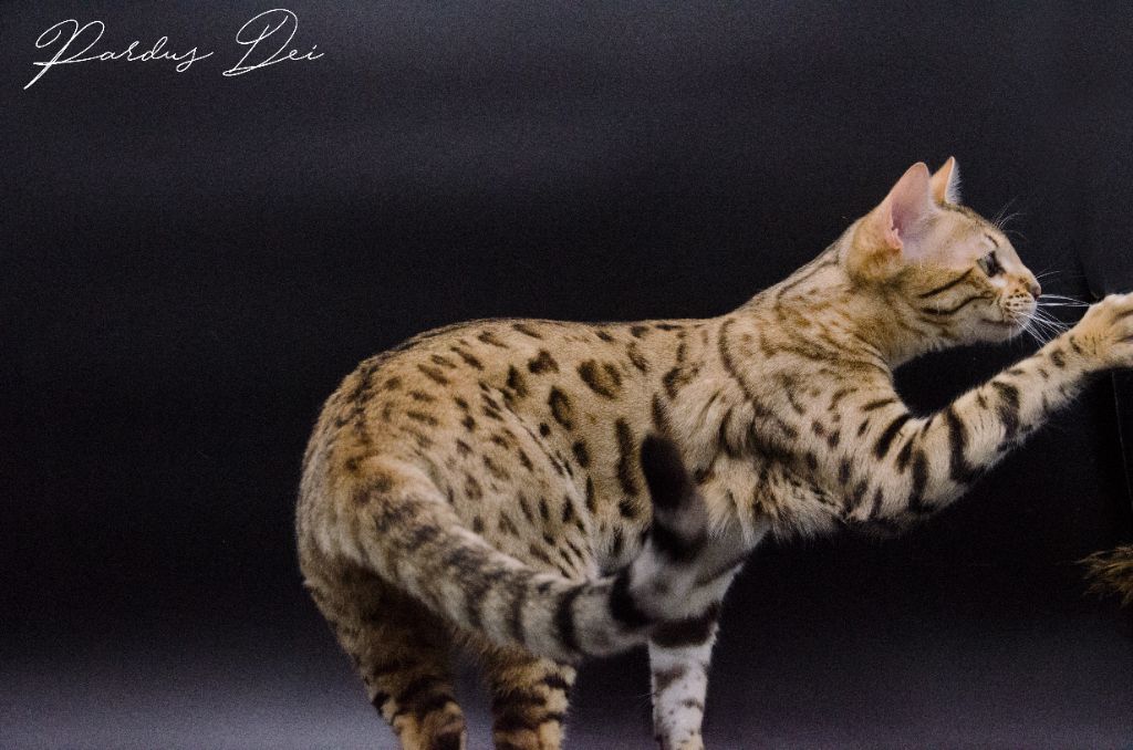 Bengal - miodollarbaby Absolutely wild