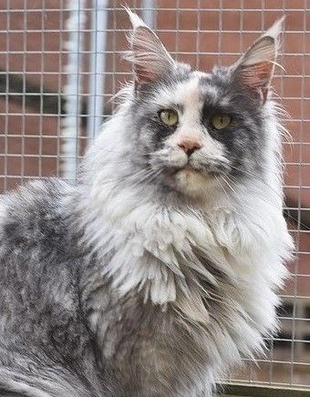 Maine Coon - Sothys De La Douce Colombe