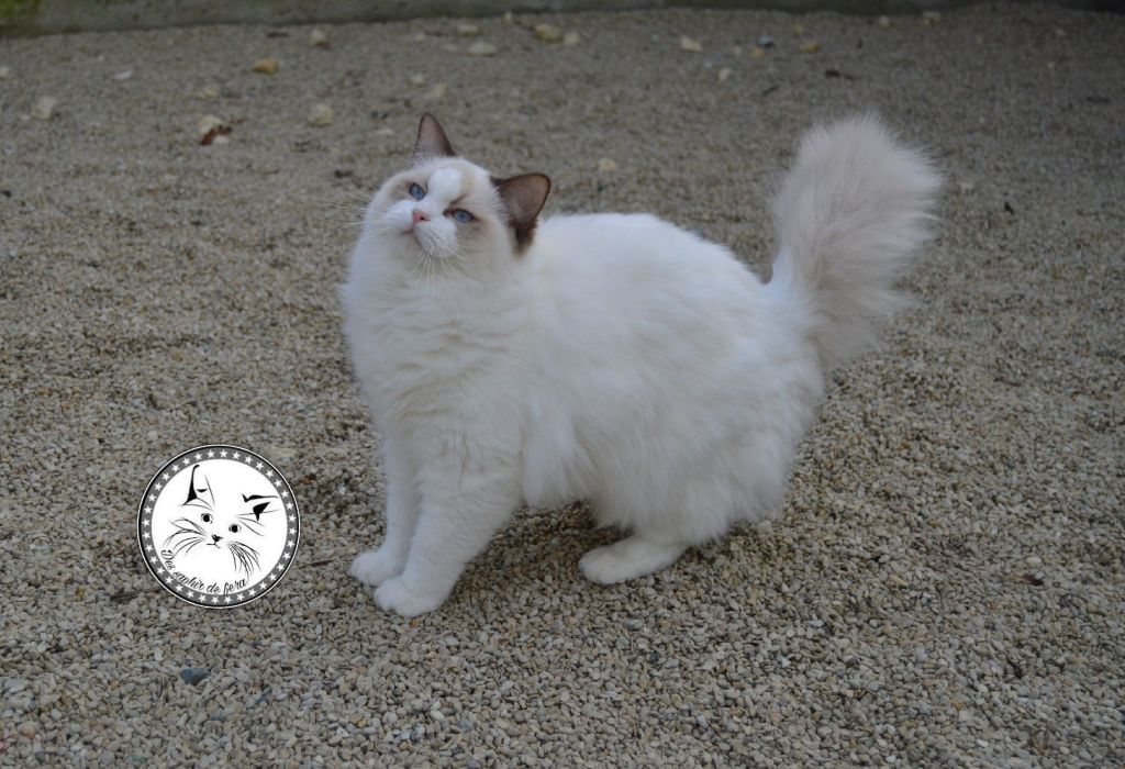 Ragdoll - Narniah Des Saphir De Fera