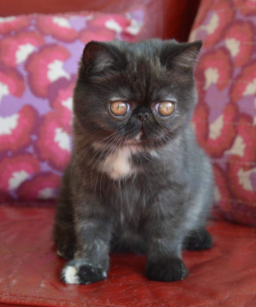 Exotic Shorthair - O' mai hime  du Pairi Daeza