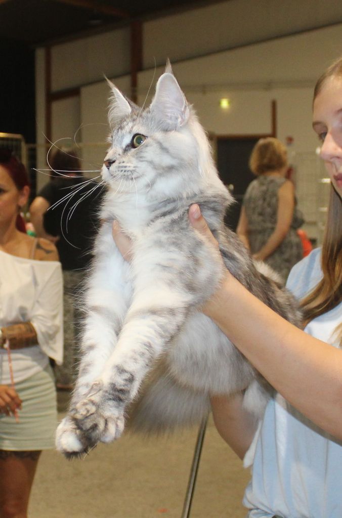 Les Maine Coon de l'affixe Des Deg's Coon