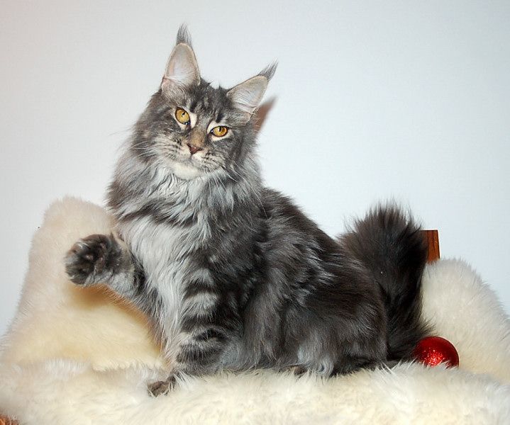 Maine Coon - Oups Of Dark Shadows