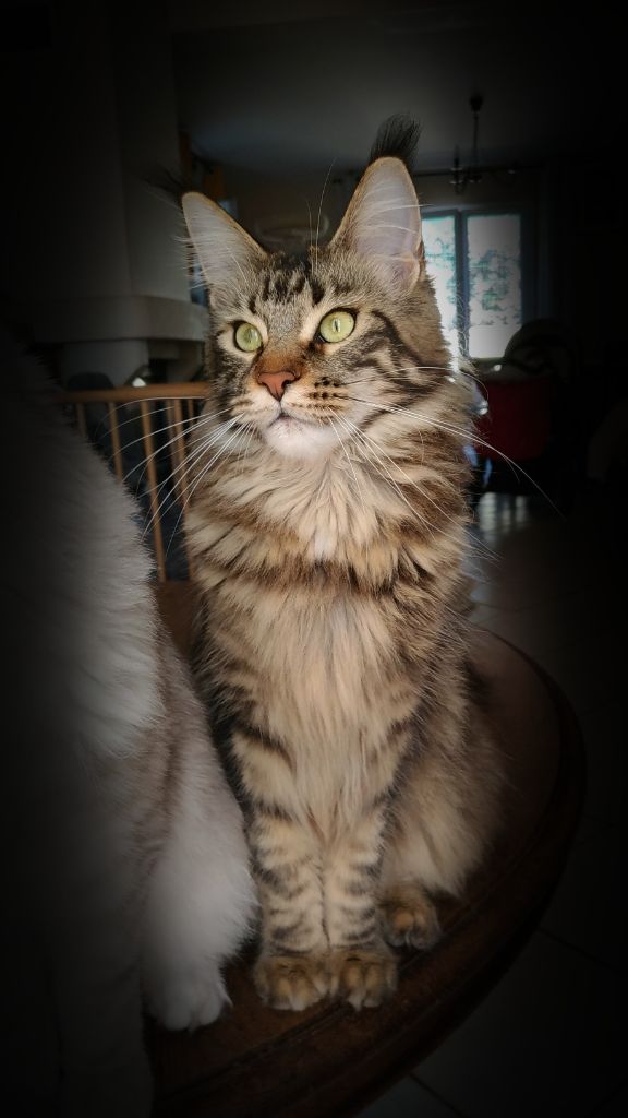 Maine Coon - Ruby Du Domaine Du Vannetin