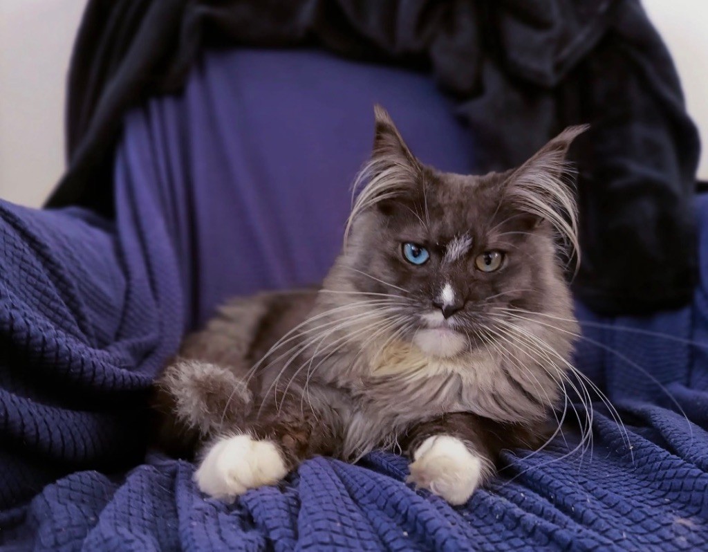 Maine Coon - Ah lala Du Caplanne