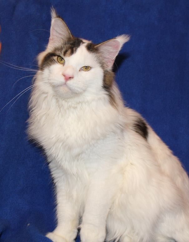 Maine Coon - Kashmir from aurum bohemica