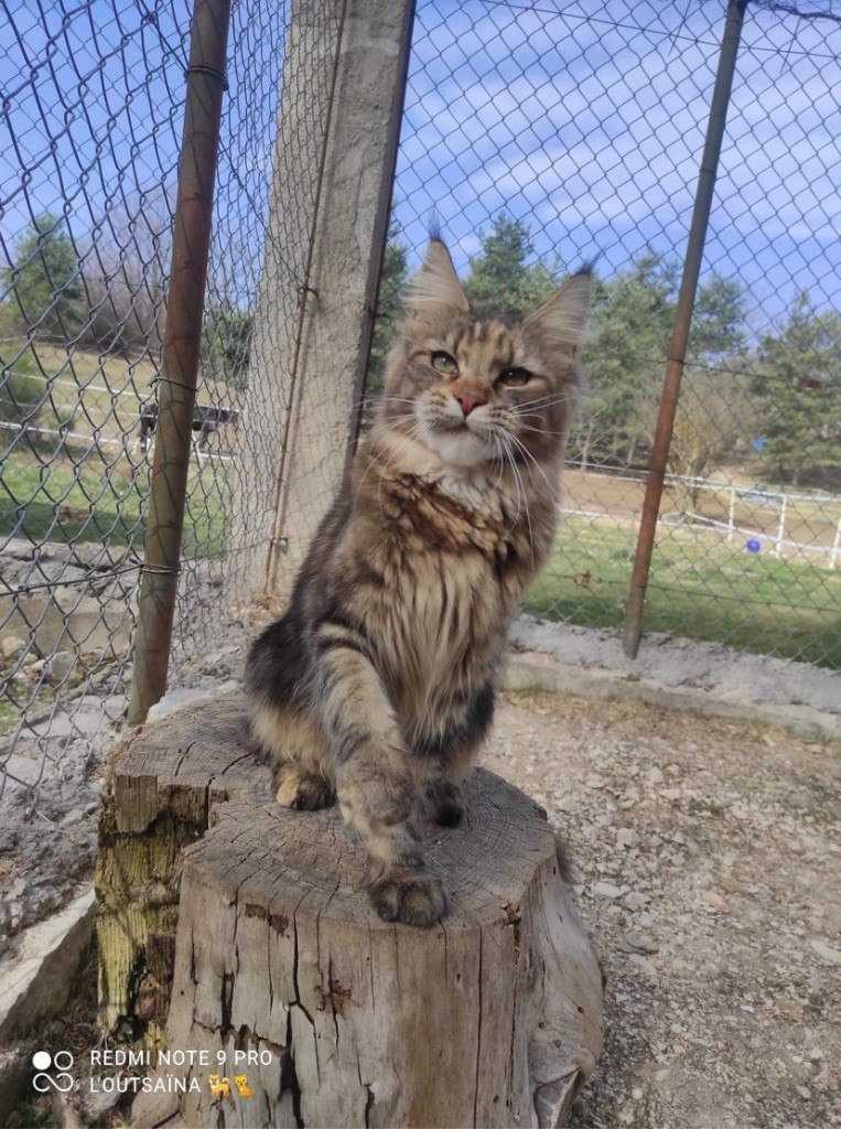 Maine Coon - Saskatchewan De L'Outsaïna