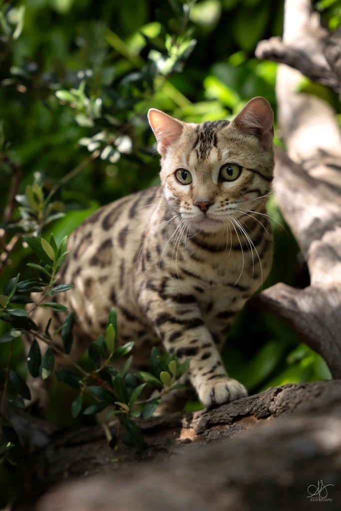 Bengal - CH. Velaryon De Bengal’s Throne
