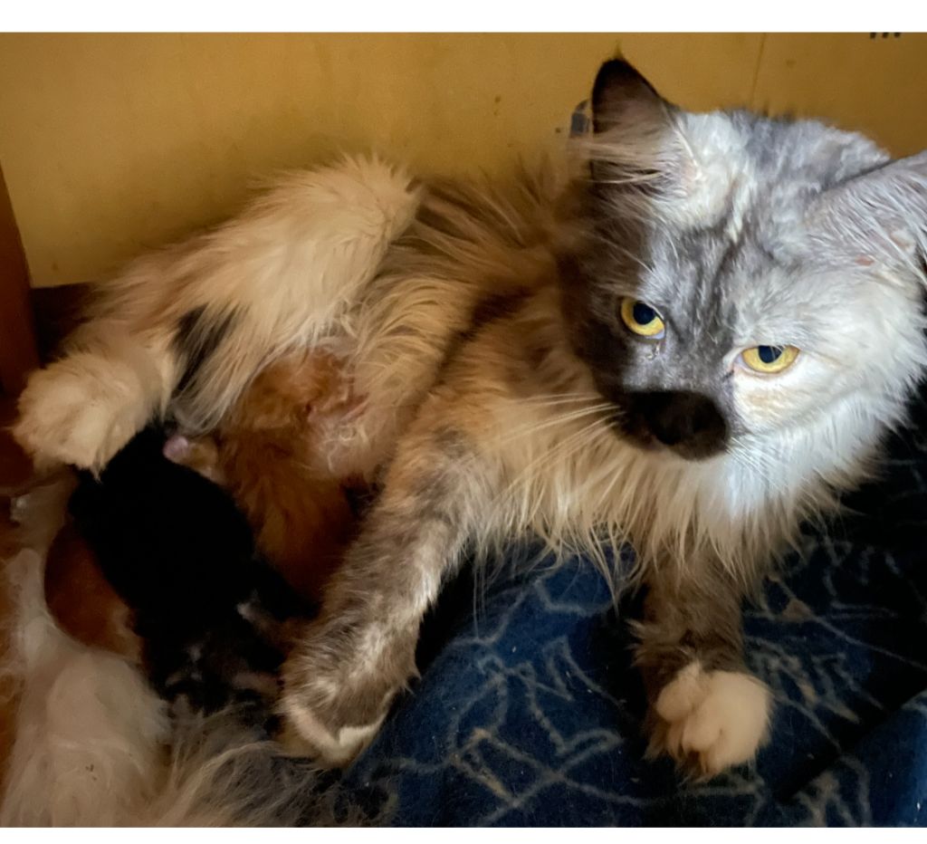 Maine Coon - Tortie Des Chichicoons