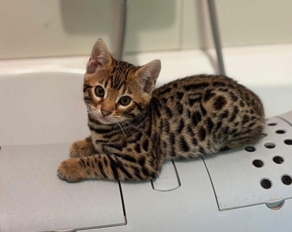 Bengal - rosemoor Meredith