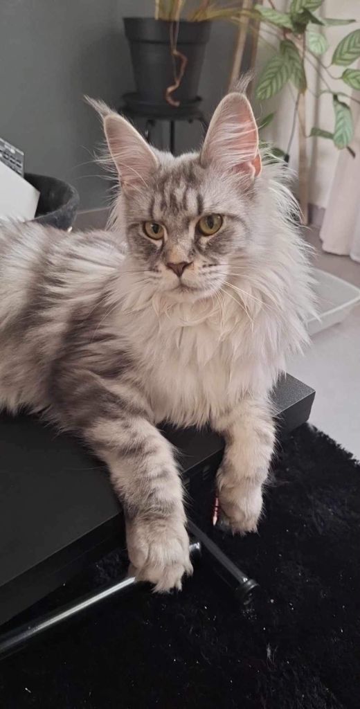 Maine Coon - Little Big Horn's Tarah