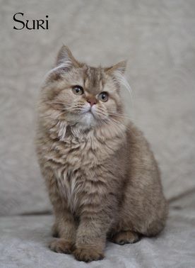 British Shorthair et Longhair - Suri Du Monde De Gaïa