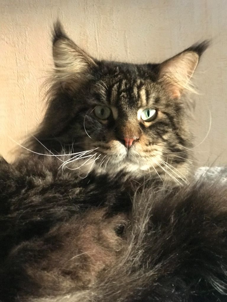 Maine Coon - RaGnarRoy pets gaming