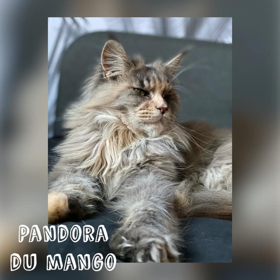Pandora Du Mango
