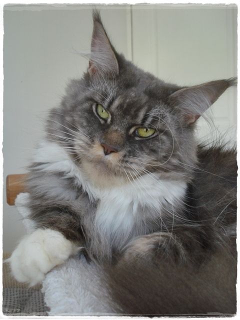 Maine Coon - Pashmina roswell