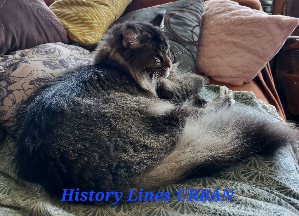 Maine Coon - history lines Urban