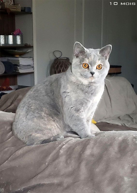 British Shorthair et Longhair - SHANA de la fée des ruaux