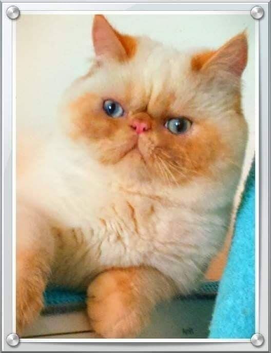 Exotic Shorthair - What A Superstar's Notorious crack