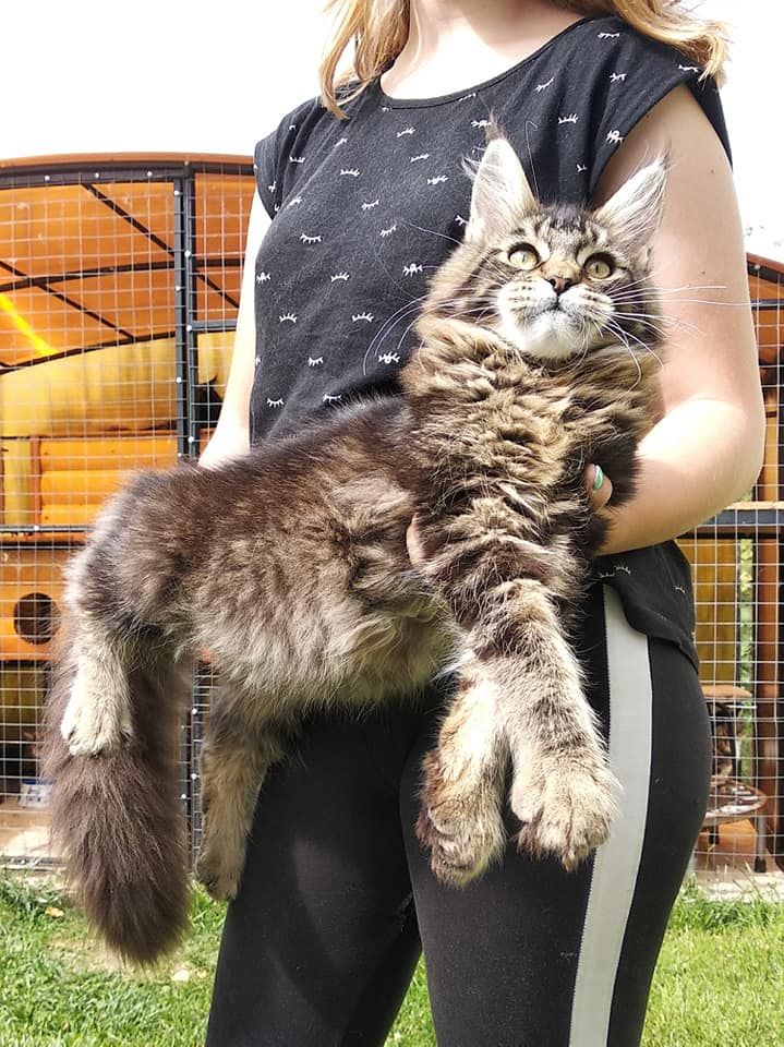 Maine Coon - Boss mysterious goddess