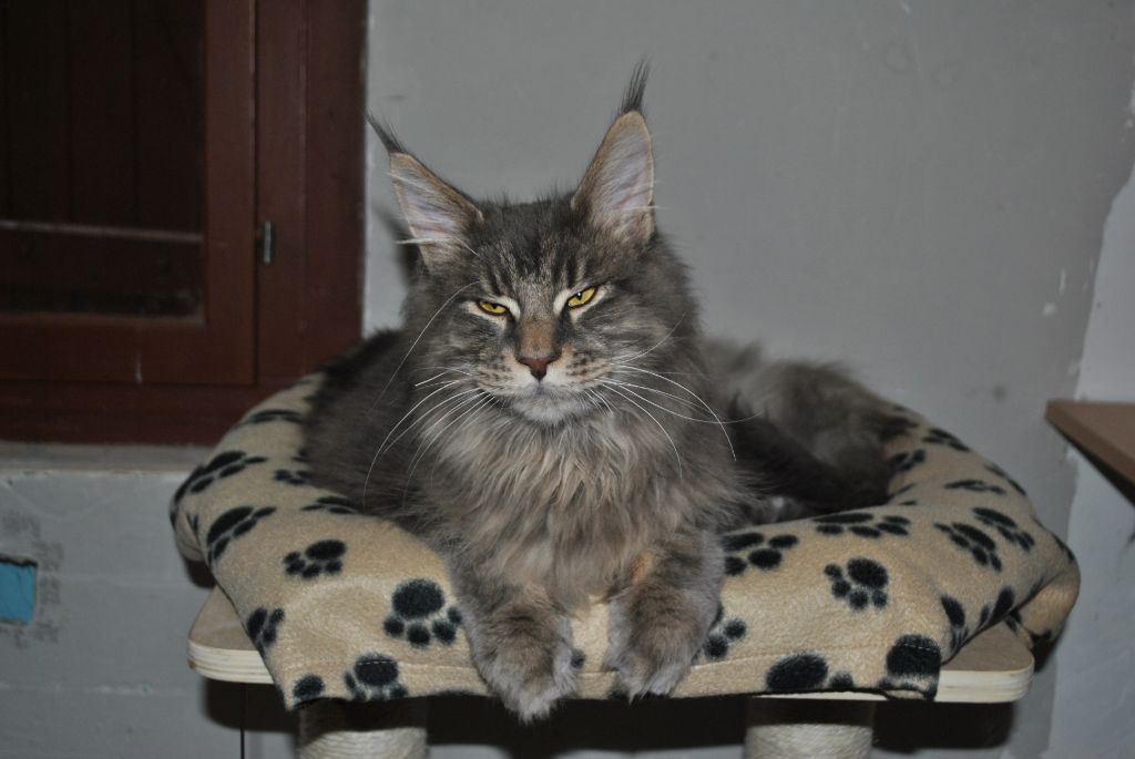 Maine Coon - O'malley de chastre
