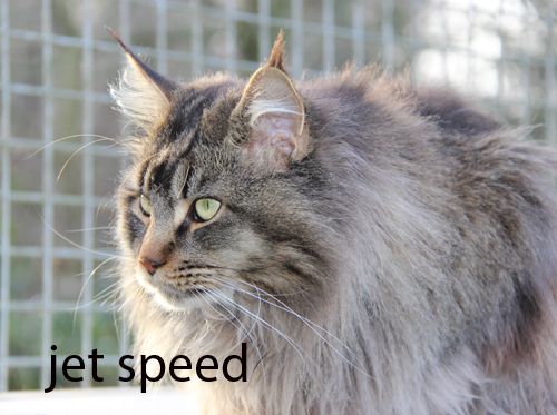 Maine Coon - Jet speed long happiness pl