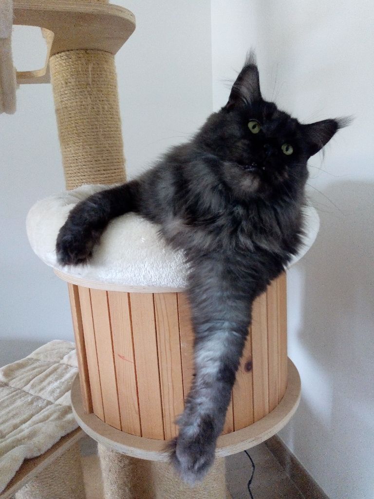 Maine Coon - CH. Lady Black Pearl roswell