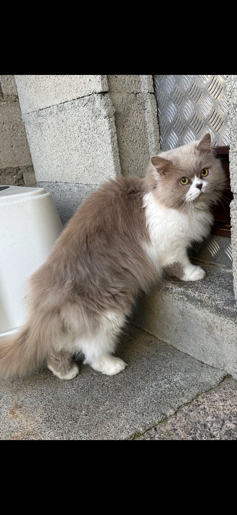 British Shorthair et Longhair - Paulchen from sham