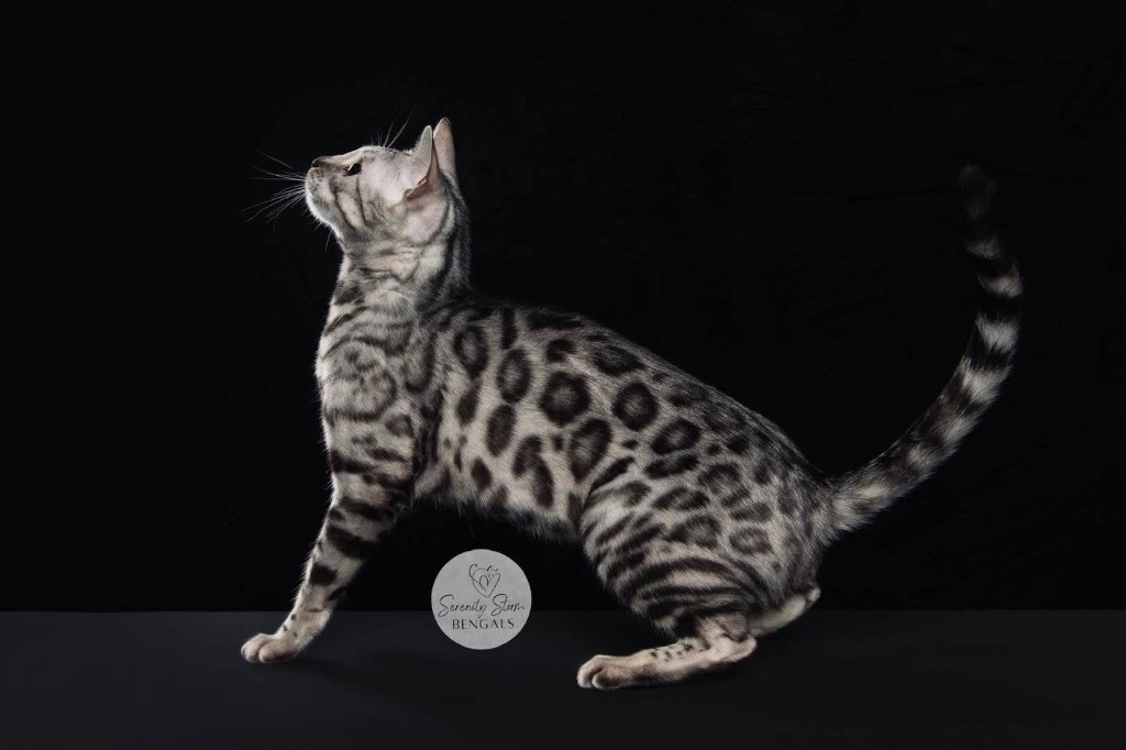 Bengal - allikatzuk Awesome annie