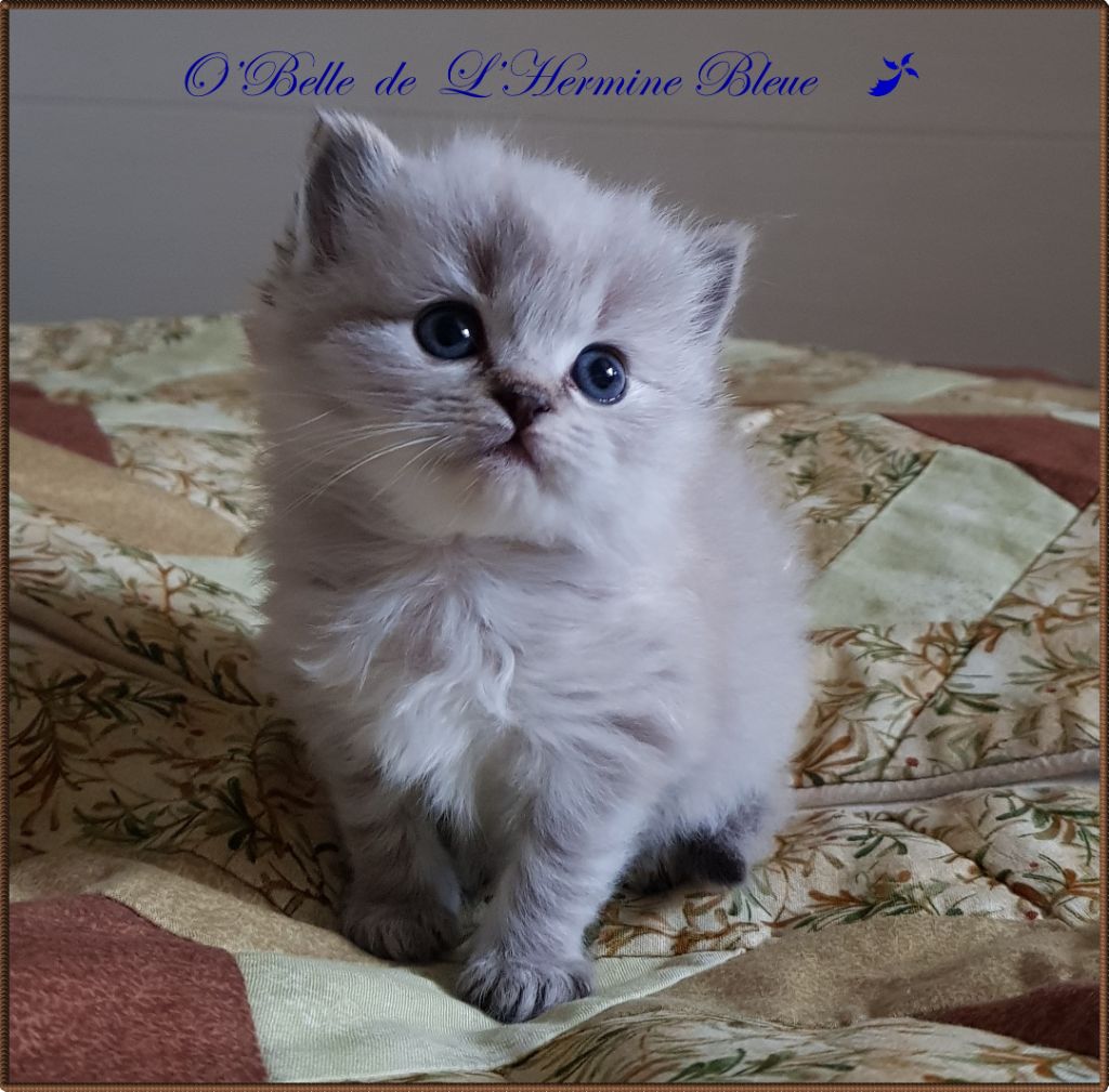 O'belle De L'Hermine Bleue