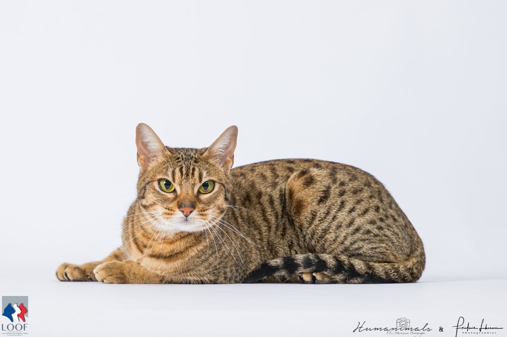 Ocicat - CH. Ocicat Land Margot