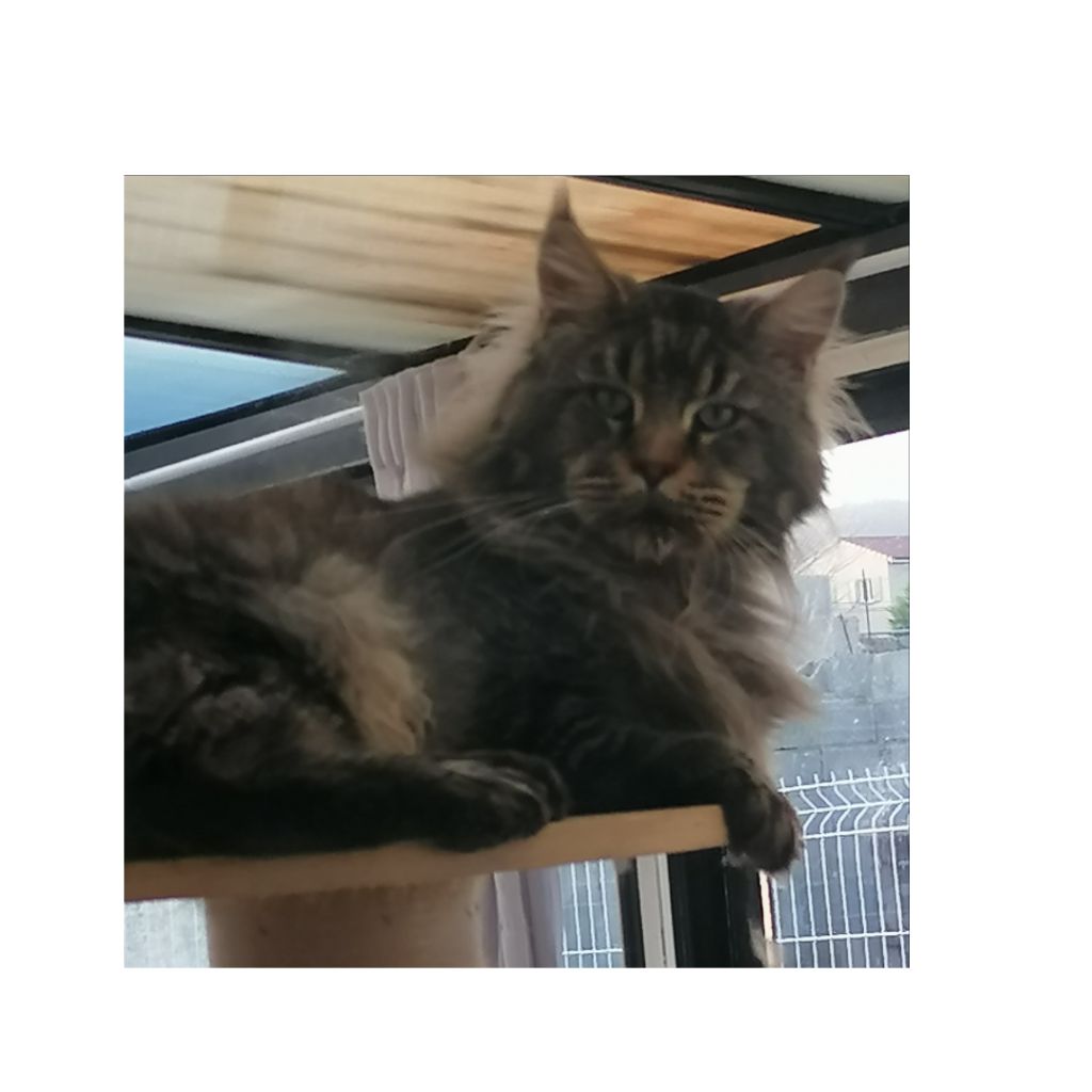 Maine Coon - Rolex mariliss country