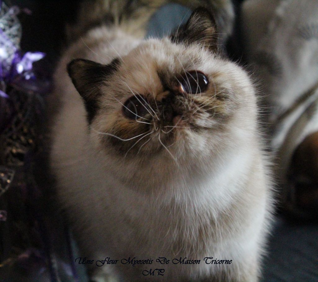 Les Exotic Shorthair de l'affixe du Jardin de Myosotis