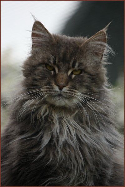 Maine Coon - Dragonhearts of beauty wizards